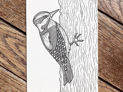 Downy Woodpecker bird contour drawing contourhatching crosshatch drawing fineliner illustration ink micronpen penandink techpen wildlife