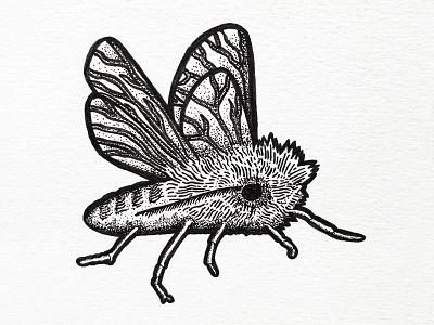 Moth doodle drawing illustration indiana indianaart indianaartist ink moth penandink shading sketch stipple