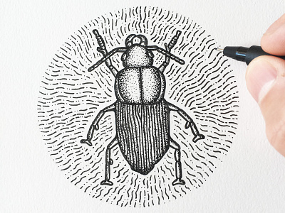 Black beetle beetle doodle drawing illustration indiana indianaart indianaartist ink penandink shading sketch stipple
