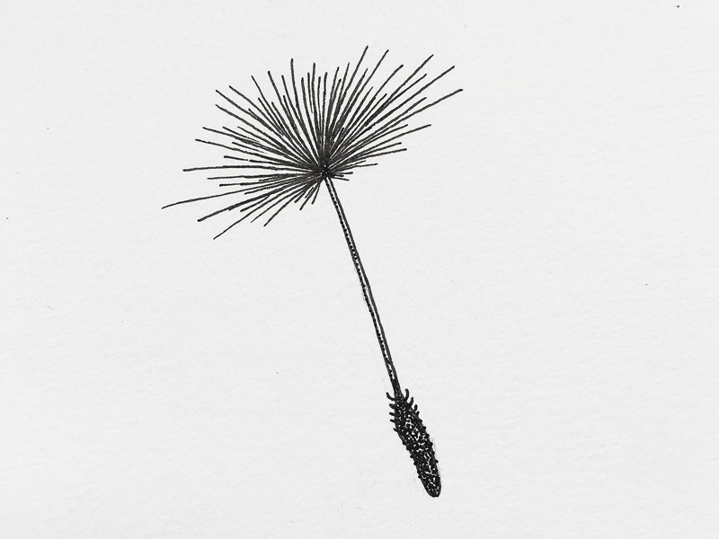 5339 Dandelion Seed Drawing Images Stock Photos  Vectors  Shutterstock