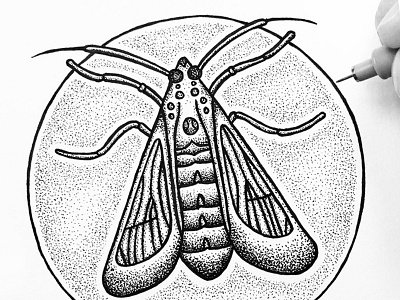 Wasp moth design drawing ink moth nature night outdoors pen sky stipple