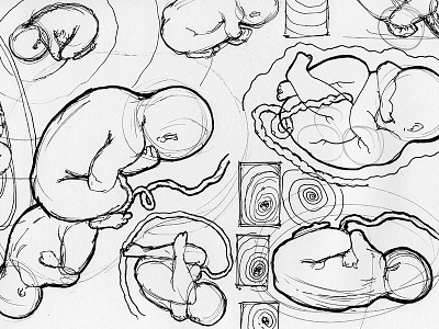 Sketches Embryo / Fetus baby drawing embryo fetus illustration