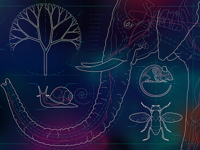 Building Bodies anatomy biology blueprint elephant fly illustration medical illustration mouse schematic scientific illustration snail technical illustration tree vector xray