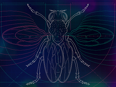 Fruit Fly Organ Size blueprint dimension lines engineering engineering drawing fly fruit fly illustration insect line lineart science scientific illustration symmetry technical illustration vector wings