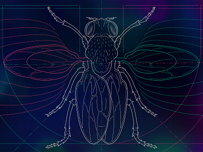 Fruit Fly Organ Size blueprint dimension lines engineering engineering drawing fly fruit fly illustration insect line lineart science scientific illustration symmetry technical illustration vector wings