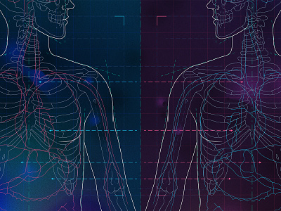 Asymmetry anatomy asymmetry blueprint health illustration medical illustration medicine science scientific illustration skeleton symmetry technical illustration xray