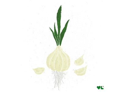 Garlic | Vegetable Garden Illustration Series