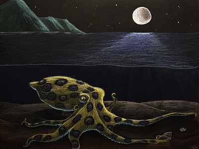 Blue-ringed Evening black paper blue ringed octopus colored pencil octopus