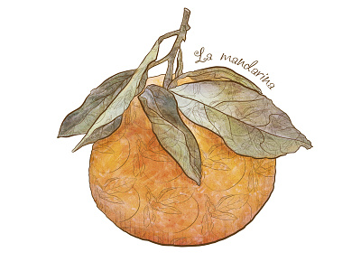 La mandarina fruit illustration mandarina