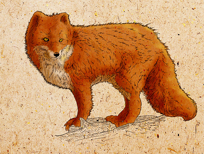 Lonely Fox children book illustration digital painting hatching