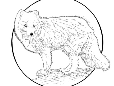Artic Fox black and white illustraion