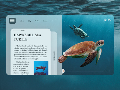sea conservation web design blue design news sea turtle ui ux web