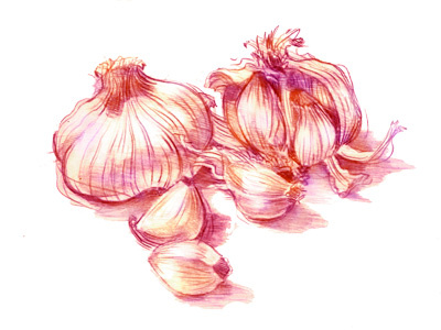 garlic blue ion blueion complimentary cooking food garlic ingredients pencil photoshop purple sketches yellow