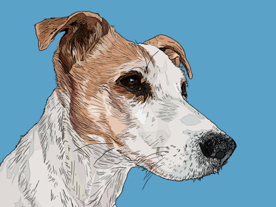 Holly dog illustration jack russell terrier vector