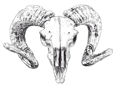 Skull