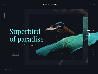 Birds of paradise birds design homepage nature webdesign