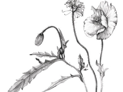 Poppies - i2i Art Inc - ©Talya Baldwin black and white botanical botanical illustration handdrawn i2i art illustration illustrator painterly scientific scientific illustration talya baldwin talya baldwin