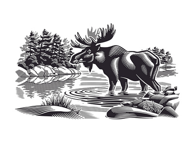Moose in the Wild - i2i Art Inc. - ©Gary Alphonso animals black and white canadian digital gary alphonso graphic i2i art illustration illustrator moose nature nature art north packaging scratchboard wild