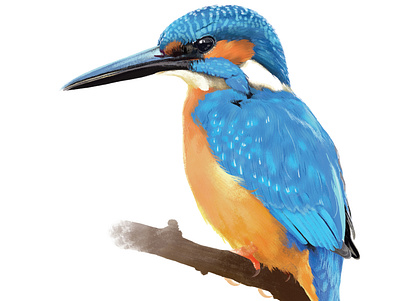 Alcedo Atthis bird illustration naturalistic illustration nature realistic scientific illustration