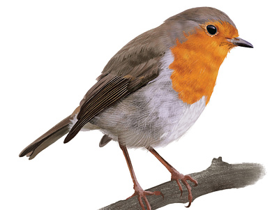 Erithacus Rubecula bird illustration naturalistic illustration nature realistic scientific illustration