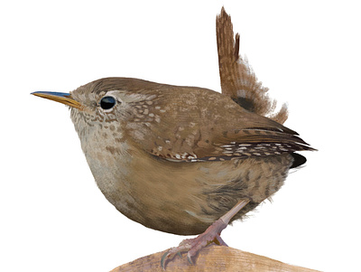 TROGLODYTES TROGLODYTES bird illustration naturalistic illustration nature realistic scientific illustration