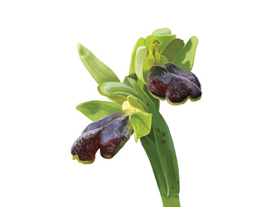 Orchis Fusca flower illustration naturalistic illustration nature orchid realistic scientific illustration