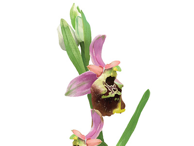 Ophrys Holosericea flower illustration naturalistic illustration nature orchid realistic scientific illustration