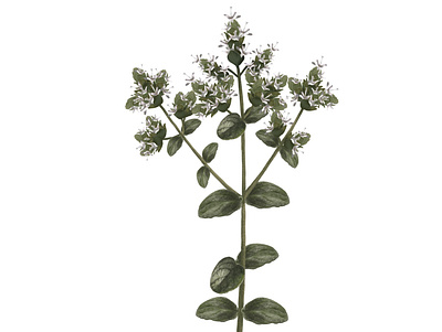 Origanum Syriacum garden illustration naturalistic illustration nature plant realistic scientific illustration