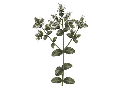 Origanum Syriacum