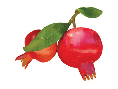 Punica Granatum gardden illustration naturalistic illustration nature plant pomegranate realistic scientific illustration