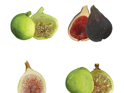 Figues fruit garden illustration naturalistic illustration nature plant realistic scientific illustration