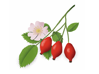Rose hip herbal illustration nature plants rose rosehip spot illustration superfood texture