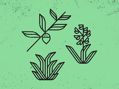 Shapes, oak, flowers, and succulents austin flower illustration logo mark nature oak plants succulent symbol texas vector
