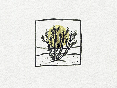 Vine desert halo illustration ink ocotillo succulent vine