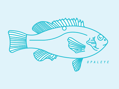 Opaleye catalina fish illustration opaleye