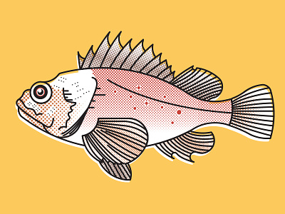 Great Sculpin catalina fish halftone illustration lines sculpin