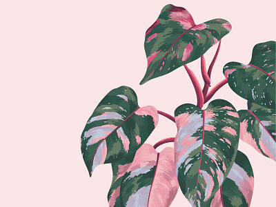 Pink Princess Philodendron