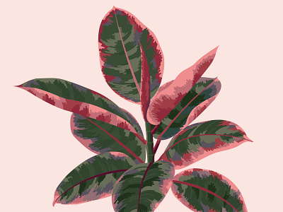 Ruby Rubber Plant house plant houseplant illustration illustrator pink leaf plant red leaf rubber plant ruby ruby rubber plant