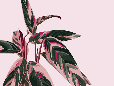 Triostar Stromanthe digital illustration houseplant illustration illustrator leaf pink leaf pink plant plant stromanthe stromanthe