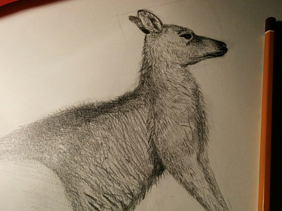 Drawing Animal Muntants animal mutants animals mutant canguro drawing animals muntant silvia cairol