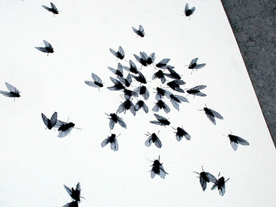 Fly Fly drawing fly moscas silvia cairol watercolor