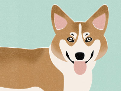 Corgi animal corgi dog illustration puppy texture