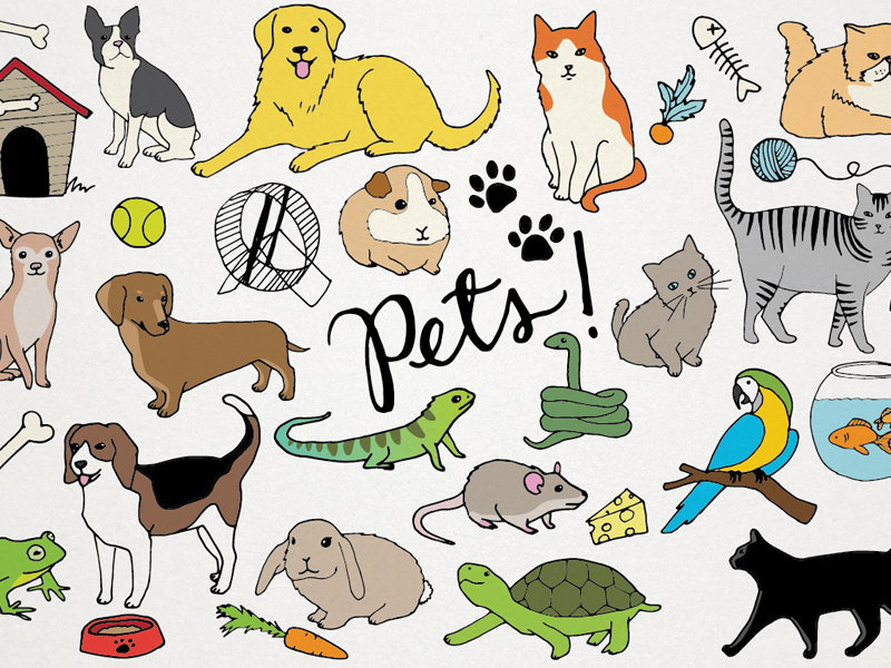 Pets Clipart Illustrations by Alexis Rawlins on Dribbble