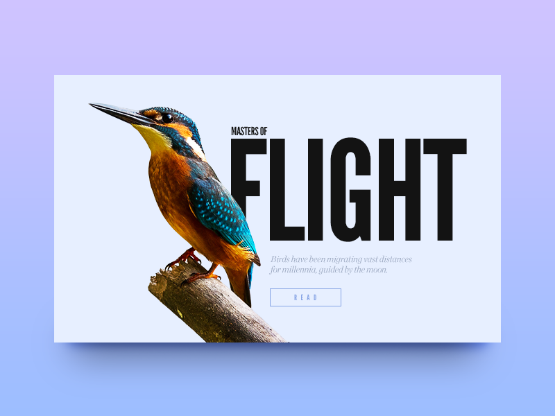 Masters of Flight munich minimal web design ui flight flying bird type typography