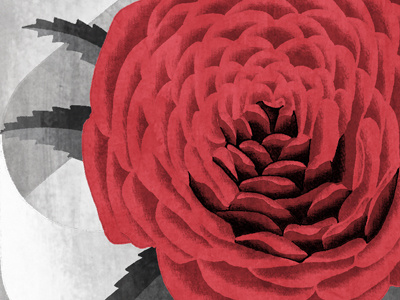 The Rose Tattoo drawing graphic illustration