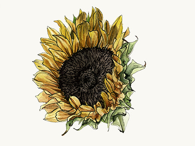 Sunflower flower illustration sunflower watercolor