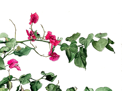 Bougainvillea by Hallie Rose Taylor on Dribbble