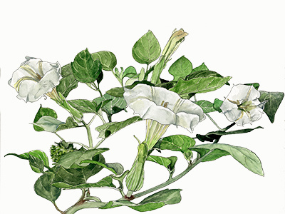 Datura botanical flower illustration moonflower watercolor
