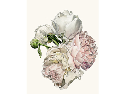Peonies botanical bouquet flowers illustration micron nature peonies watercolor