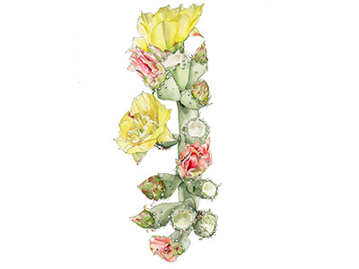Prickly Pear 2 cacti flowers illustration nature pricklypear watercolor